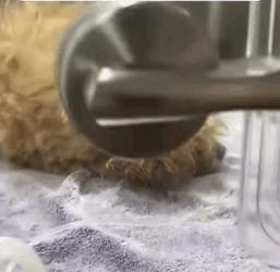 T0109024 This kind woman found dog in the dump and saved it part2