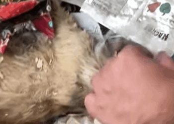 T0408001 Poor Cat Left To Decompose While She Is Alive Rescue Before And After part2