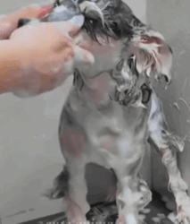 T2508011 girl rescues stray dog stuck in trash can and the ending part2