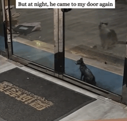 T0109008 Rescue kitten that is covered all over with oil and then rescue part2