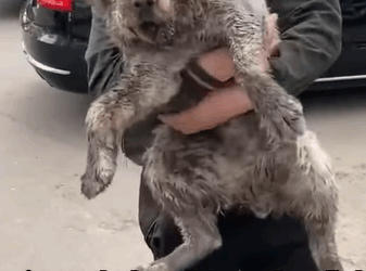 T0408025 From Broken to Brave This Dog Rescue Will Melt Your Heart part2