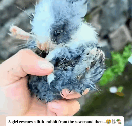 T2508009 girl rescues little rabbit from the sewer and then cuteanimals part2