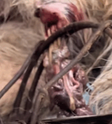 T0109034 From a cage of despair to a world filled with gentle hands and open hearts part2