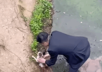 T0408005 Abandoned in the river the stray cat desperate to survive failed part2