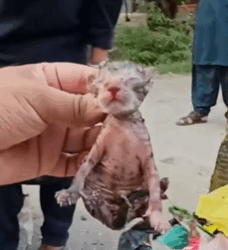 T2508008 Rescue family of cats rescuecat rescue animal animlasoftiktok part2