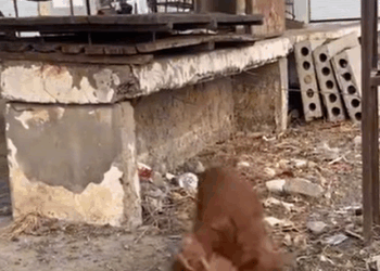 T0408020 Hungry Stray Dog Eats Garbage To Survive Tears When Eating Food part2