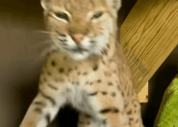 T2508004 Rescue boncat and then animal rescue rescueanimals animalsoftik part2