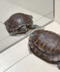 T0109011 Rescue poor turtle and then rescue animals fyp turtle turtles part2