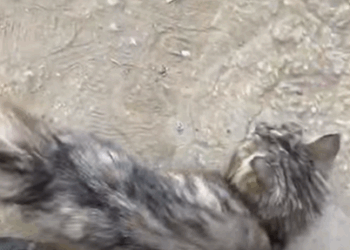 T0408003 From Despair to Hope Rescue of Stray Cat Missing an Eye and Starvin part2