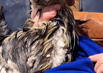 T2508007 An eagle stuck in the river was rescued by us animal rescue rescue part2