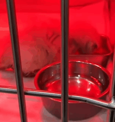 T0109006 On rainy day encountered an abandoned little white cat part2