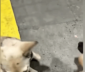 T0408018 Watch Until the End It Impossible Not to Cry part2