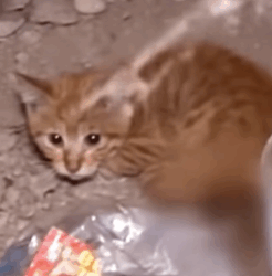 T2508020 Rescued baby cat with two broken legs rescue animals animalsofti part2