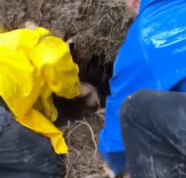 T2508014 Rescue family of dog trapped animalsoftiktok rescueanimals rescue part2