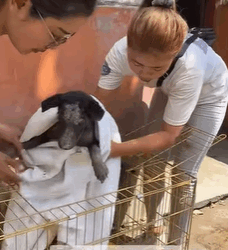 T0109018 New Beginning for Koda The world hadn been kind part2