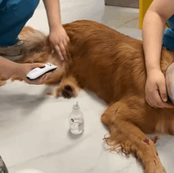 T0109004 Rescue dog that has been hit and then rescue fyp animals animal part2