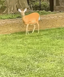 T0109022 family saved young deer trapped in ditch and then animals part2