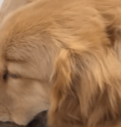 T0109014 Rescue dog that has been abused and then rescue animals fyp dog part2