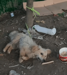 T0109037 Every rescue reminds us that even the smallest act of kindness can save a life part2