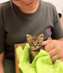 T0109025 rescued kitten that was trapped in hole and then part2