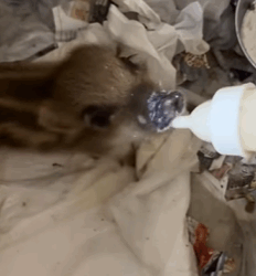 T0109013 Rescue wild boar and then rescue animals fyp boar big part2