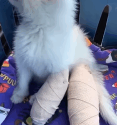 T0109026 Rescue and adopt kitten rescue rescueanimals animals part2