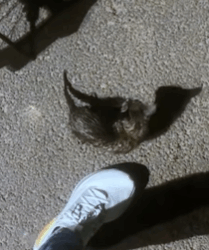 T2508052 Rescue kitty that was trapped in jar and then rescue fyp anima part2