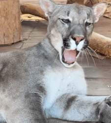 T0109015 Rescue an injured puma and then rescue animals fyp puma part2