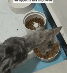 T0109010 Rescue cat with severe skin disease and then rescue animals fyp part2