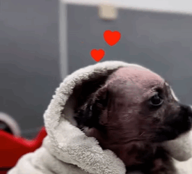 T0109021 girl found an abandoned puppy and gave it warm home part2