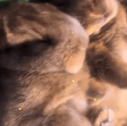 T0109016 family discovered nest of baby rabbits in their garden and then part2