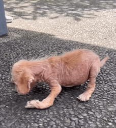 T0109020 Ayla miraculous transformation Only beginning of December part2