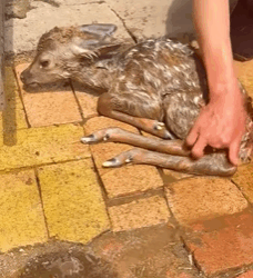 T0109005 Rescue newly born deer and then rescue animals fyp animal deer part2