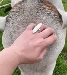 T2508041 Rescue cow stuck in the sink and then rescue fyp animals anima part2