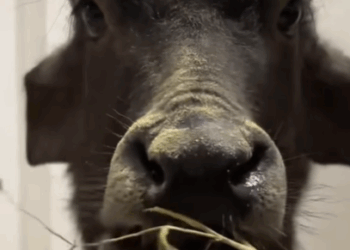 T2508050 Rescue a baby buffalo washed away by floodwater and then fyp rescue part2