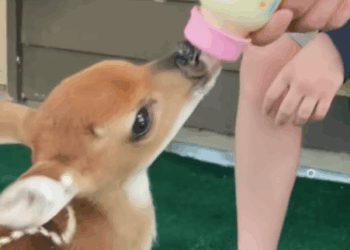 T0808020 Rescue poor fawn baby animals fyp rescue fawn part2