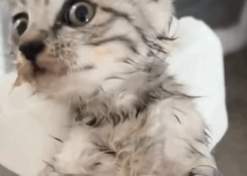 T0808026 Rescue drowning kitten and gain an interesting treasure animals part2