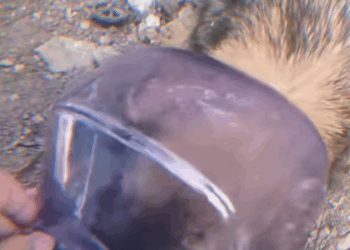 T0808008 We can do it stop puppy mills RescueDog Adopt NewLife animal part2