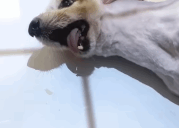 T0808023 saved dog with broken jaw and then rescue animals fyp dog part2