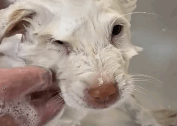 T0808022 found puppy whimpering at me from trash can and then animals part2