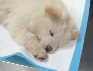 T0808027 Rescue poor puppy animals fyp rescue save animalsrescue puppy part2