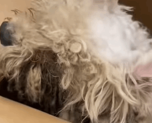 T0808005 Rescue stray dogs rescue cute love helpanimals straydog dog part2