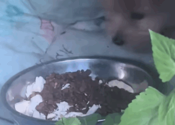 T0808019 Rescue poor puppy animals fyp rescue animalsrescue puppy part2