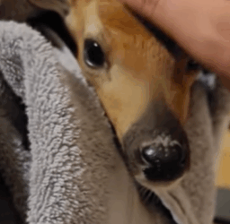 T2508044 Rescue deer trapped in swamp and then rescue fyp animals deer part2