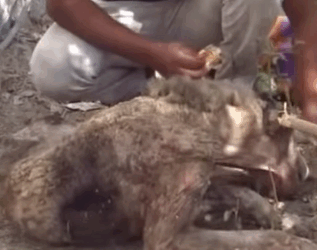 T0808003 kind guy rescues poor disabled dog rescueanimals rescue dogsoft part2