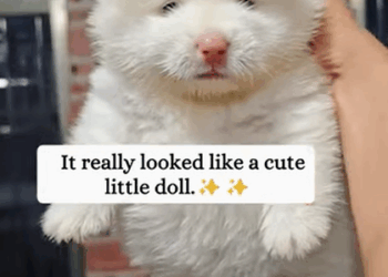 T0808016 Rescue poor puppy animals fyp rescue save animalsrescue puppy part2