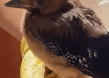 T0808017 Rescue poor bird animals fyp rescue save animalsrescue bird part2