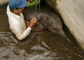 T2508038 Rescuing baby elephant that fell into hole and the ending
