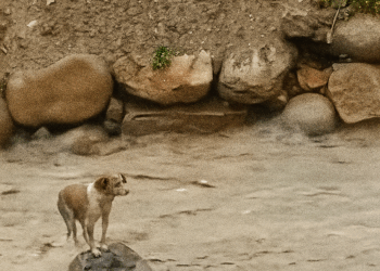 Trapped Between Life and the Flood: The Dog Who Refused to Give Up 🐶💔