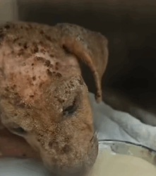 T2509006 Rescued puppy with no fur cause of skin disease and then rescue part2